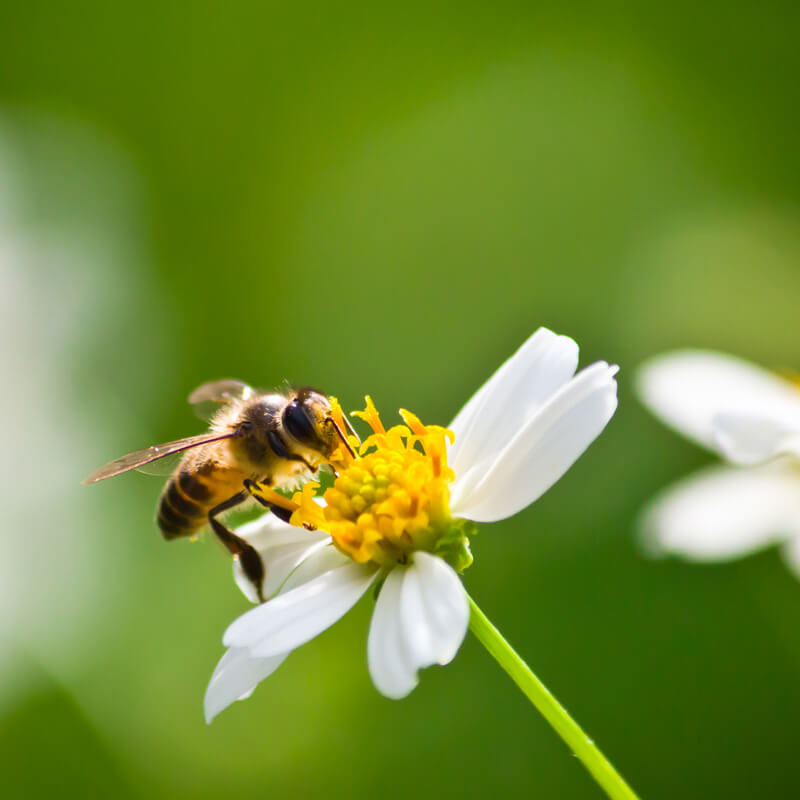 ¿Por qué son importantes las abejas?